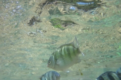 charm-churee-ko-tao-schnorcheln141