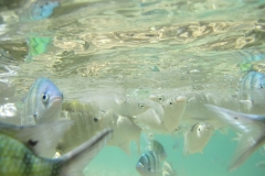 charm-churee-ko-tao-schnorcheln142