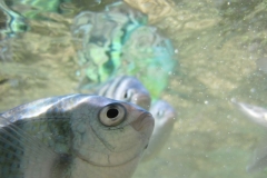 charm-churee-ko-tao-schnorcheln143