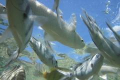 charm-churee-ko-tao-schnorcheln144