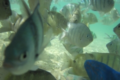 charm-churee-ko-tao-schnorcheln145