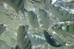 charm-churee-ko-tao-schnorcheln146