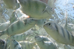 charm-churee-ko-tao-schnorcheln147