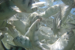 charm-churee-ko-tao-schnorcheln148