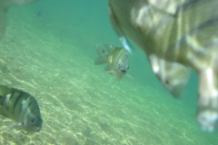 charm-churee-ko-tao-schnorcheln149