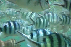 charm-churee-ko-tao-schnorcheln150