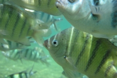 charm-churee-ko-tao-schnorcheln151