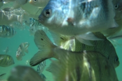 charm-churee-ko-tao-schnorcheln152