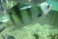 charm-churee-ko-tao-schnorcheln153