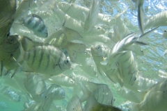 charm-churee-ko-tao-schnorcheln154