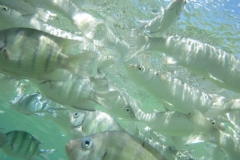 charm-churee-ko-tao-schnorcheln155