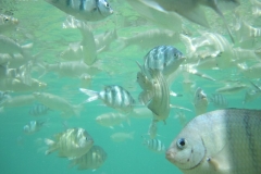 charm-churee-ko-tao-schnorcheln156