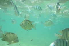 charm-churee-ko-tao-schnorcheln157