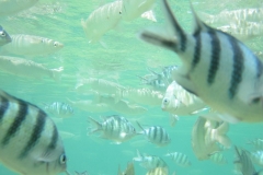 charm-churee-ko-tao-schnorcheln158