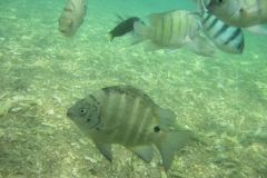 charm-churee-ko-tao-schnorcheln159