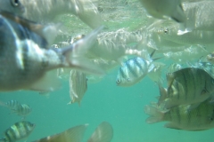 charm-churee-ko-tao-schnorcheln161