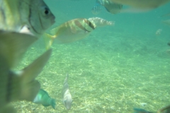 charm-churee-ko-tao-schnorcheln162