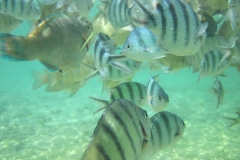 charm-churee-ko-tao-schnorcheln163