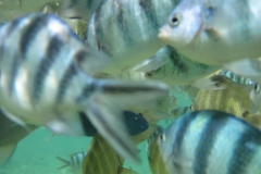 charm-churee-ko-tao-schnorcheln164