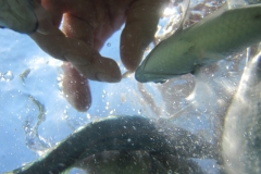 charm-churee-ko-tao-schnorcheln166