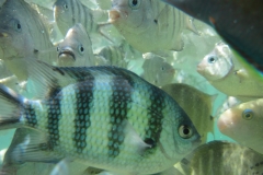 charm-churee-ko-tao-schnorcheln167