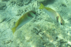 charm-churee-ko-tao-schnorcheln170