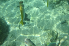 charm-churee-ko-tao-schnorcheln171