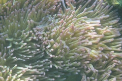 charm-churee-ko-tao-schnorcheln172