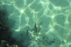 charm-churee-ko-tao-schnorcheln173