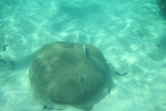 charm-churee-ko-tao-schnorcheln174