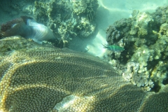 charm-churee-ko-tao-schnorcheln175