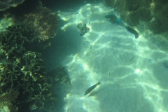 charm-churee-ko-tao-schnorcheln176