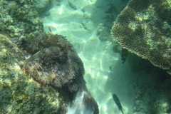 charm-churee-ko-tao-schnorcheln178