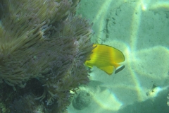 charm-churee-ko-tao-schnorcheln180