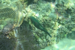 charm-churee-ko-tao-schnorcheln181