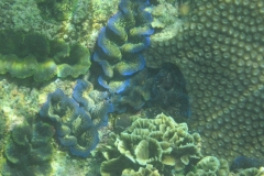 charm-churee-ko-tao-schnorcheln182