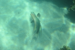 charm-churee-ko-tao-schnorcheln183