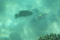 charm-churee-ko-tao-schnorcheln184