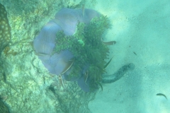 charm-churee-ko-tao-schnorcheln187