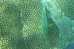 charm-churee-ko-tao-schnorcheln188