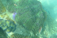 charm-churee-ko-tao-schnorcheln189