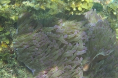 charm-churee-ko-tao-schnorcheln190