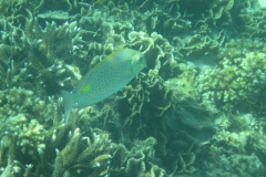 charm-churee-ko-tao-schnorcheln191