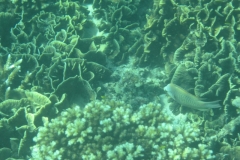 charm-churee-ko-tao-schnorcheln192