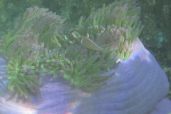 charm-churee-ko-tao-schnorcheln194