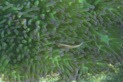 charm-churee-ko-tao-schnorcheln195