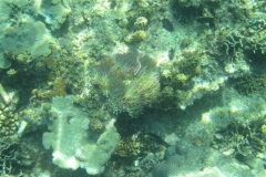 charm-churee-ko-tao-schnorcheln197