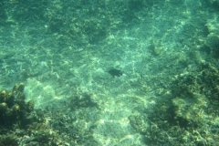 charm-churee-ko-tao-schnorcheln198