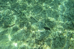 charm-churee-ko-tao-schnorcheln199