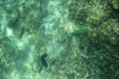 charm-churee-ko-tao-schnorcheln200